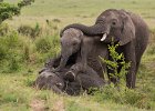 Judy Smith_Elephants at Play.jpg